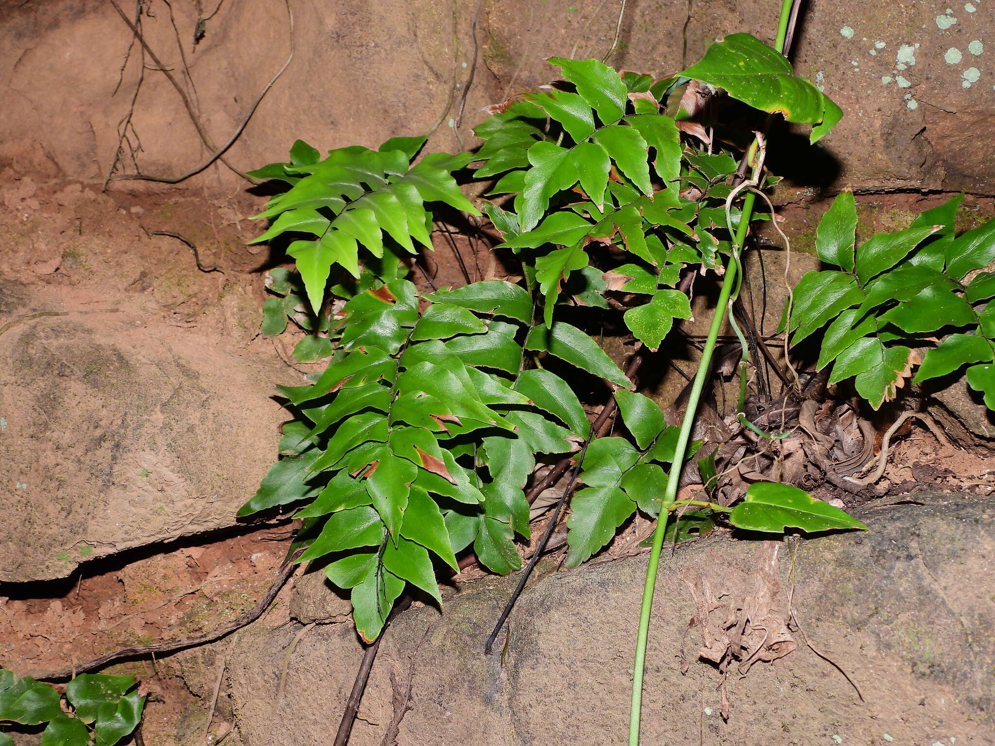 Adiantum petiolatum Desv.的圖片