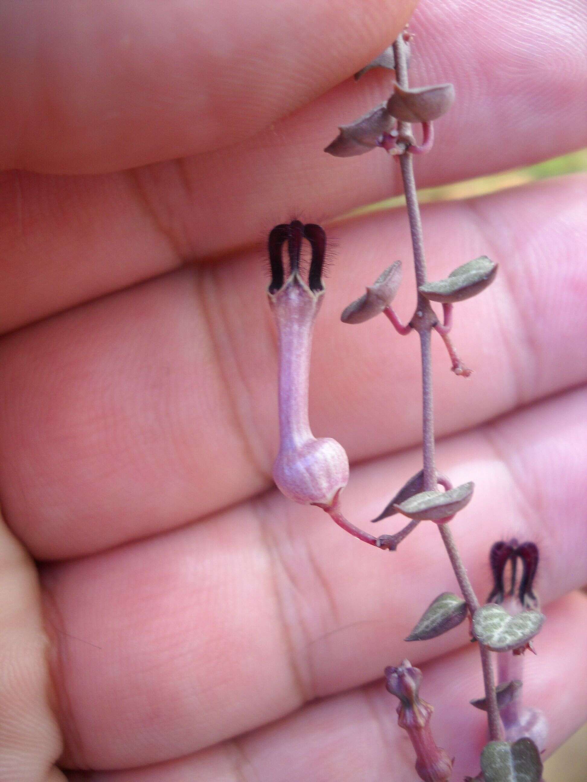 Image de Ceropegia collaricorona Werderm.