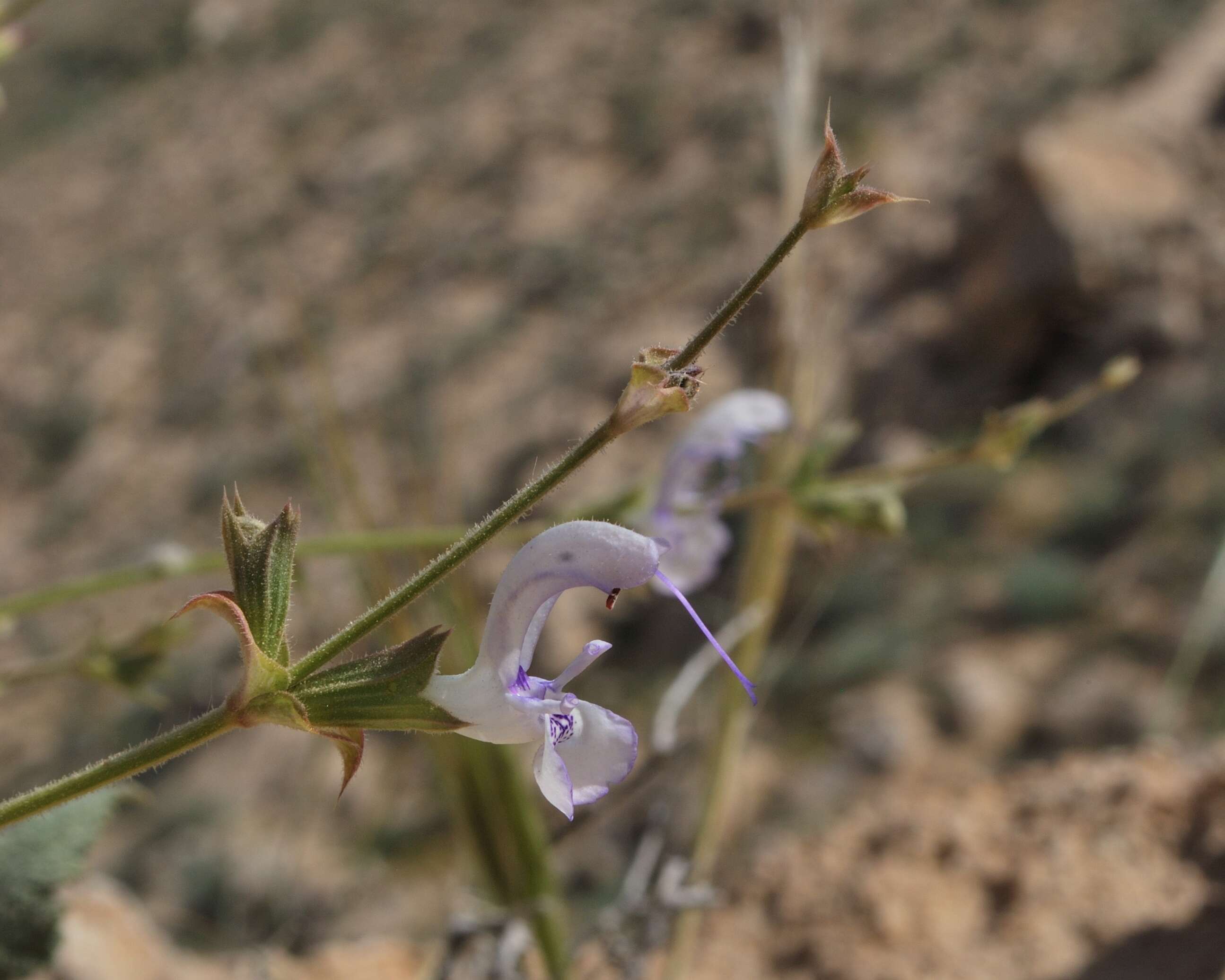 Image of Salvia palaestina Benth.