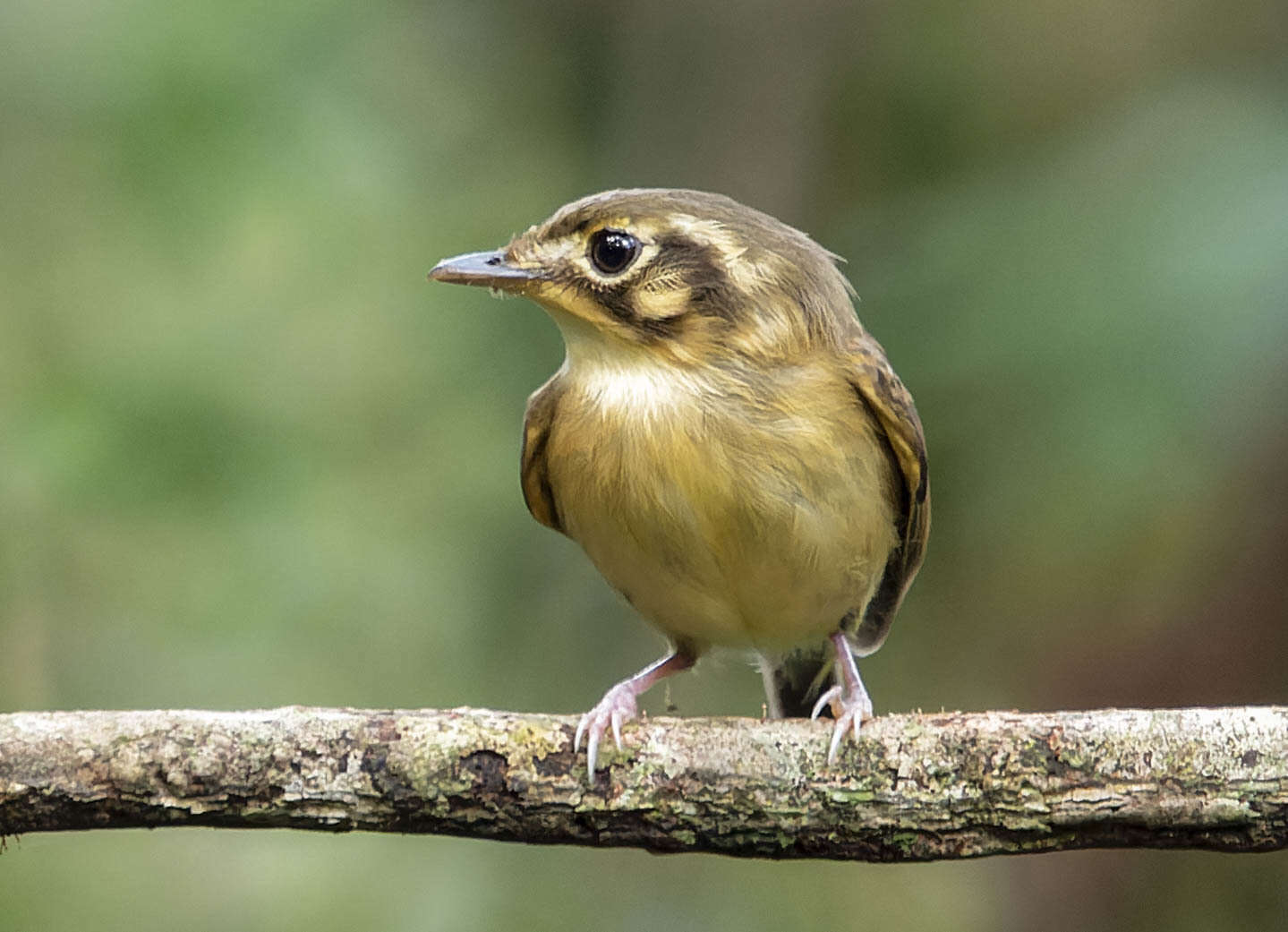 Image of White-throated Spadebill