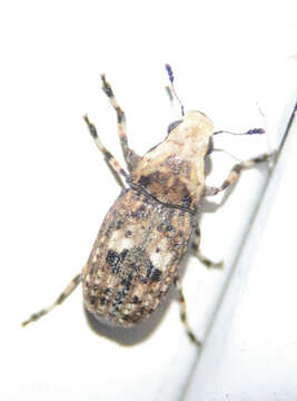 Image of Marbled Fungus Weevil