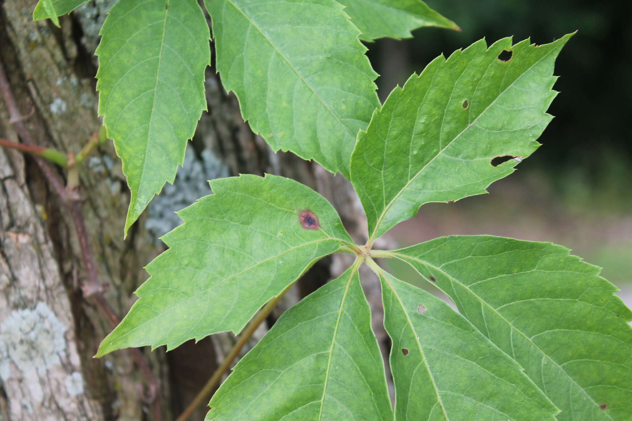 Image de Phyllosticta parthenocissi K. Zhang, N. Zhang & L. Cai 2013