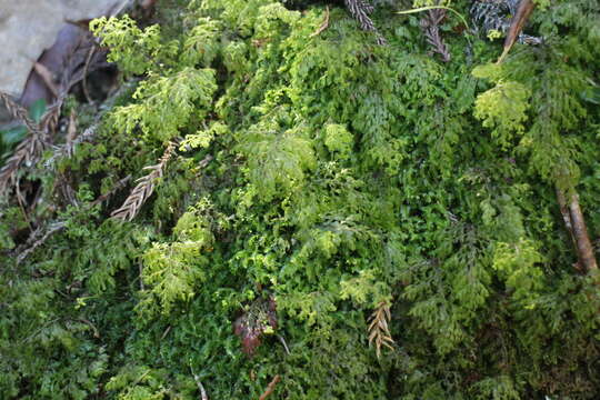 Image of Hymenophyllum paniculiflorum Presl