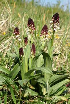 Image of Burnt orchid