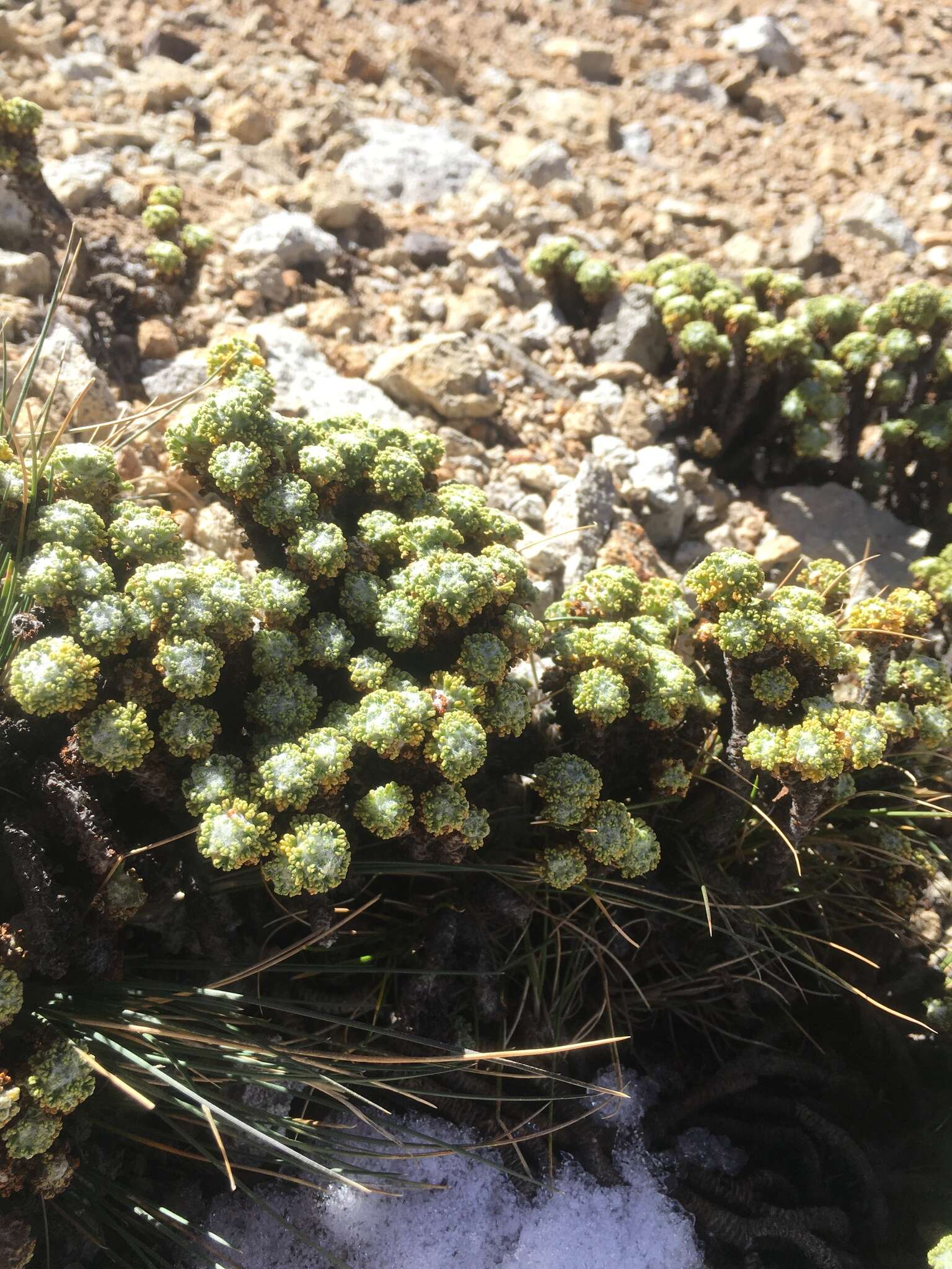 Слика од Xenophyllum dactylophyllum (Sch. Bip.) V. A. Funk