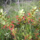 Image of Adenanthos obovatus Labill.