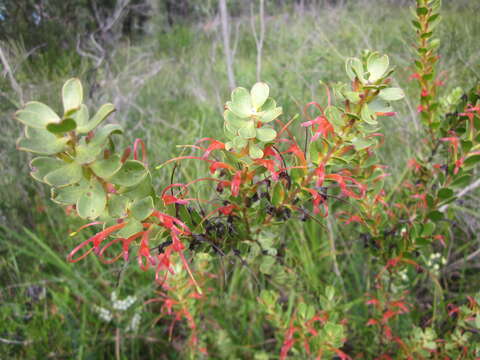 Imagem de Adenanthos obovatus Labill.