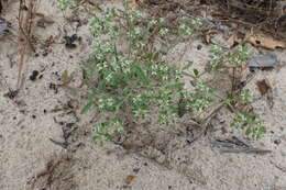 Image of Drummond's nailwort