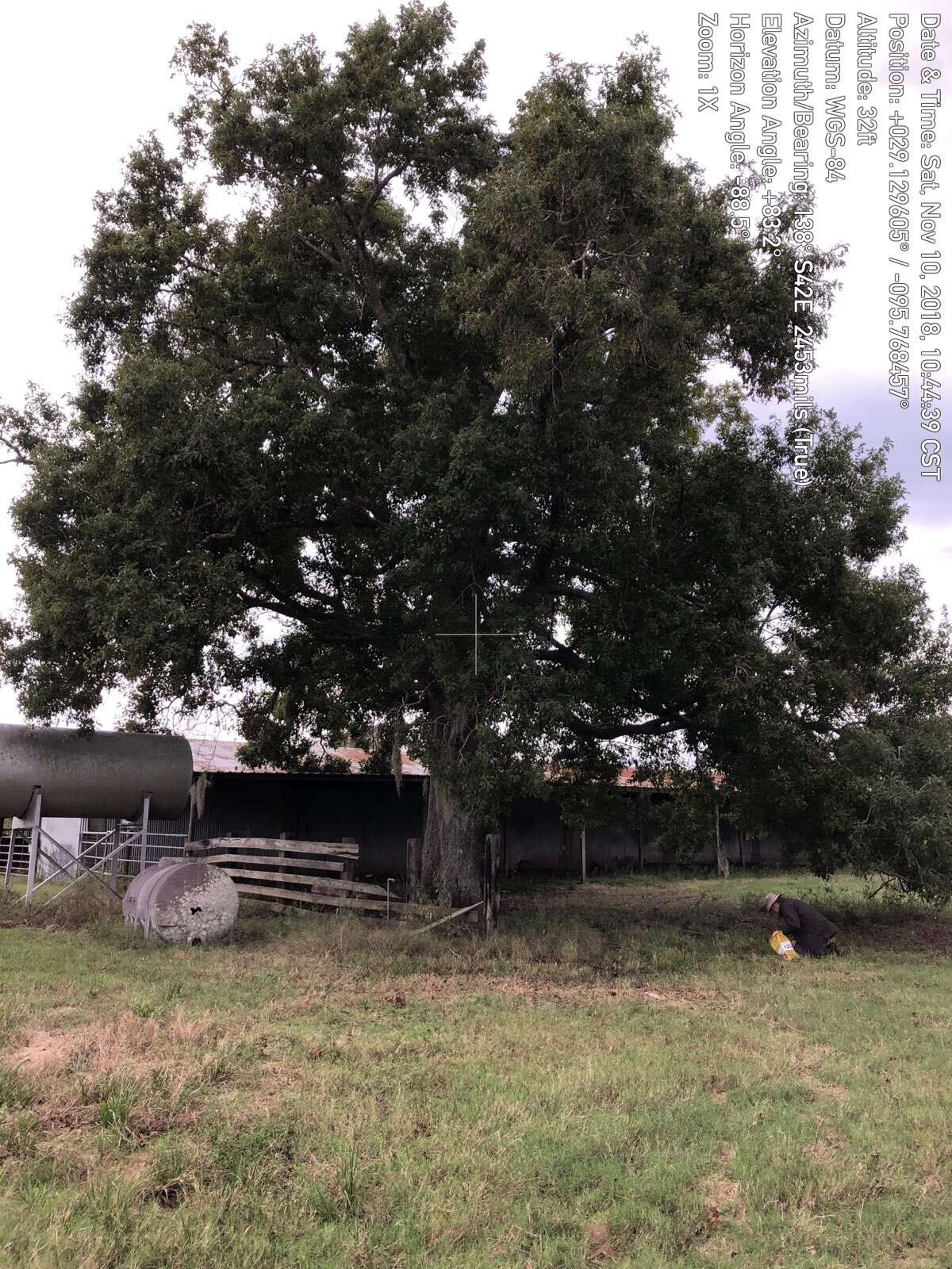 Image of Nuttall Oak