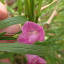 Image de Agalinis heterophylla (Nutt.) Small