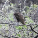 Imagem de Turdus maranonicus Taczanowski 1880