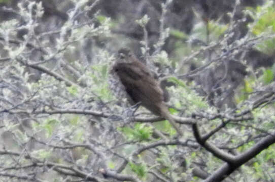 Image of Maranon Thrush