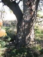 Image of silver banksia