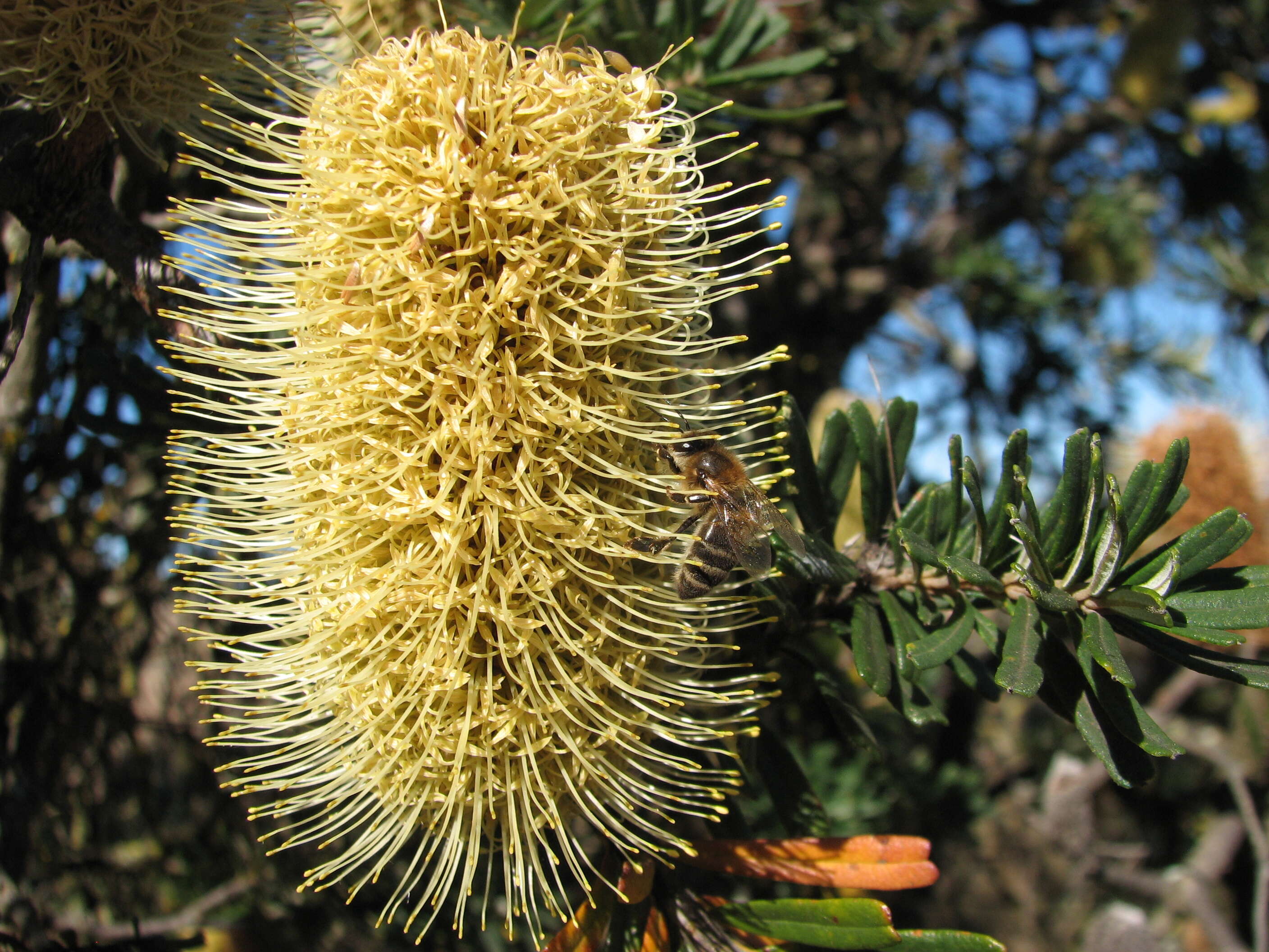 Image of silver banksia