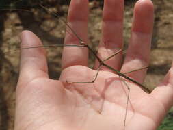 Diapheromera (Diapheromera) arizonensis Caudell 1903 resmi