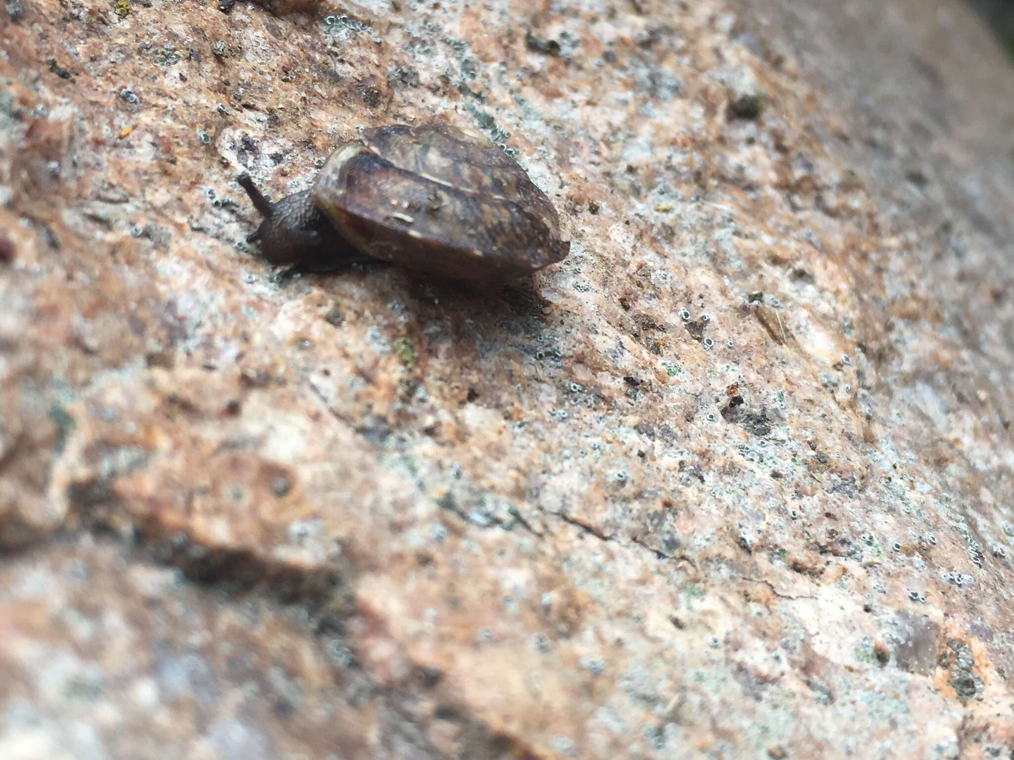 Image of Lapidary Snail