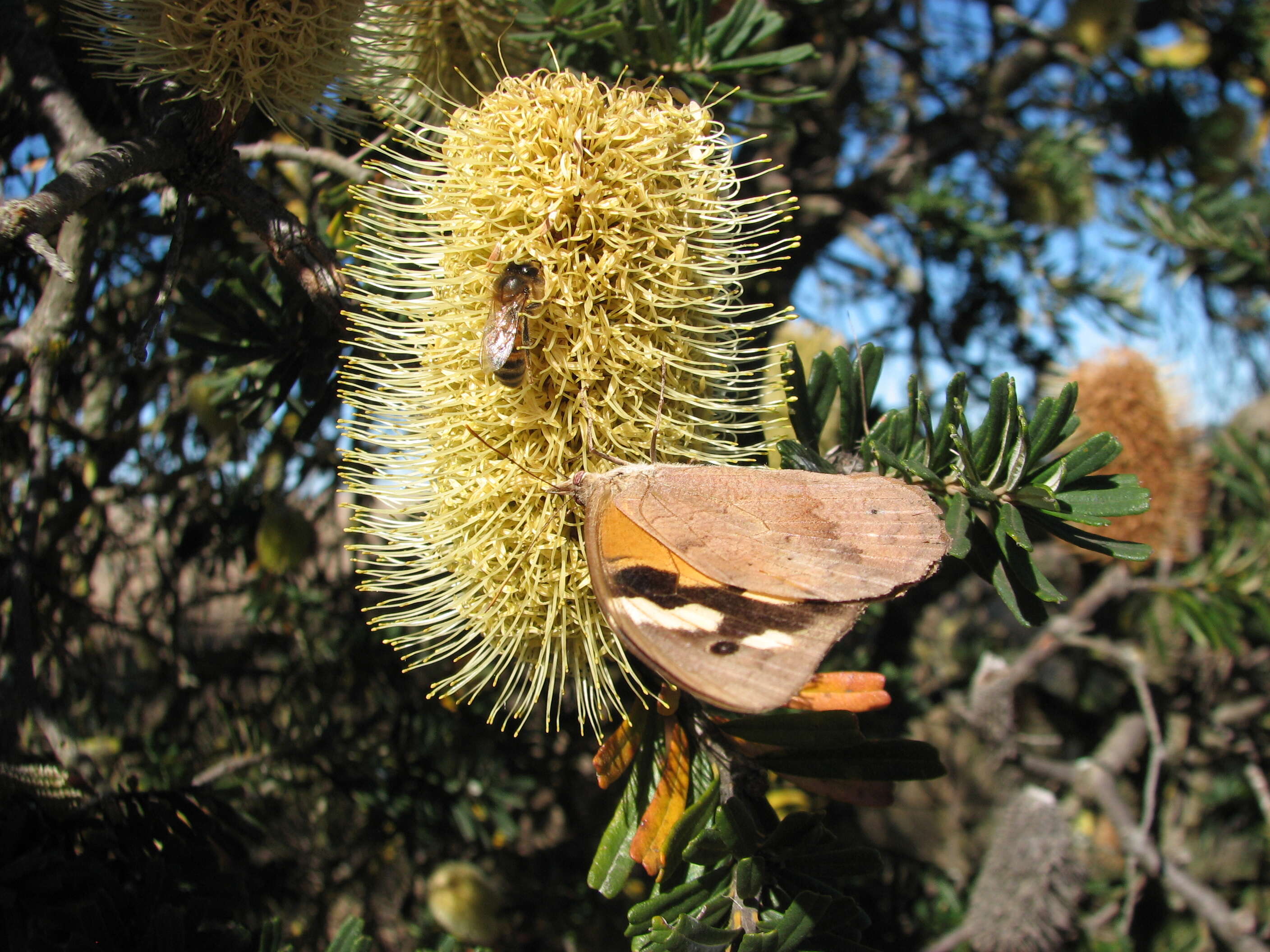 Image of silver banksia