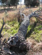 Image of silver banksia