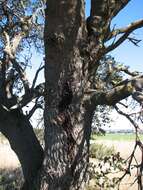 Image of silver banksia