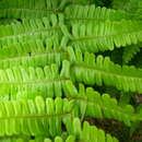 Image of Dryopteris cambrensis subsp. cambrensis
