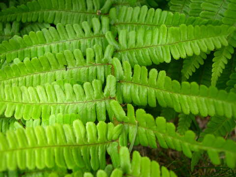 Plancia ëd Dryopteris cambrensis subsp. cambrensis