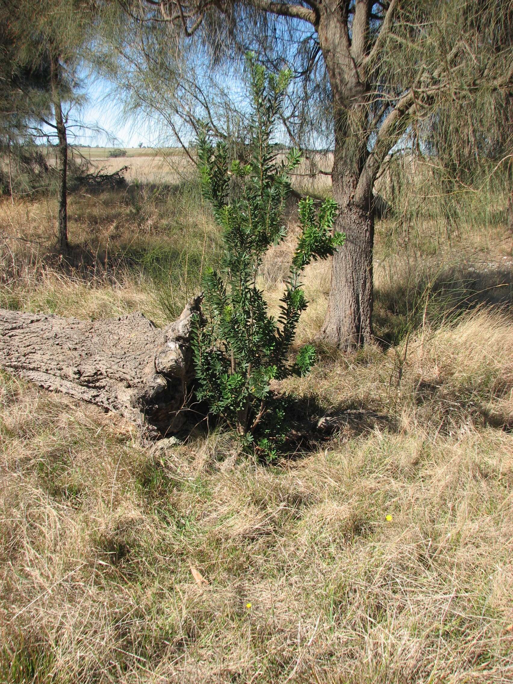 Image of silver banksia