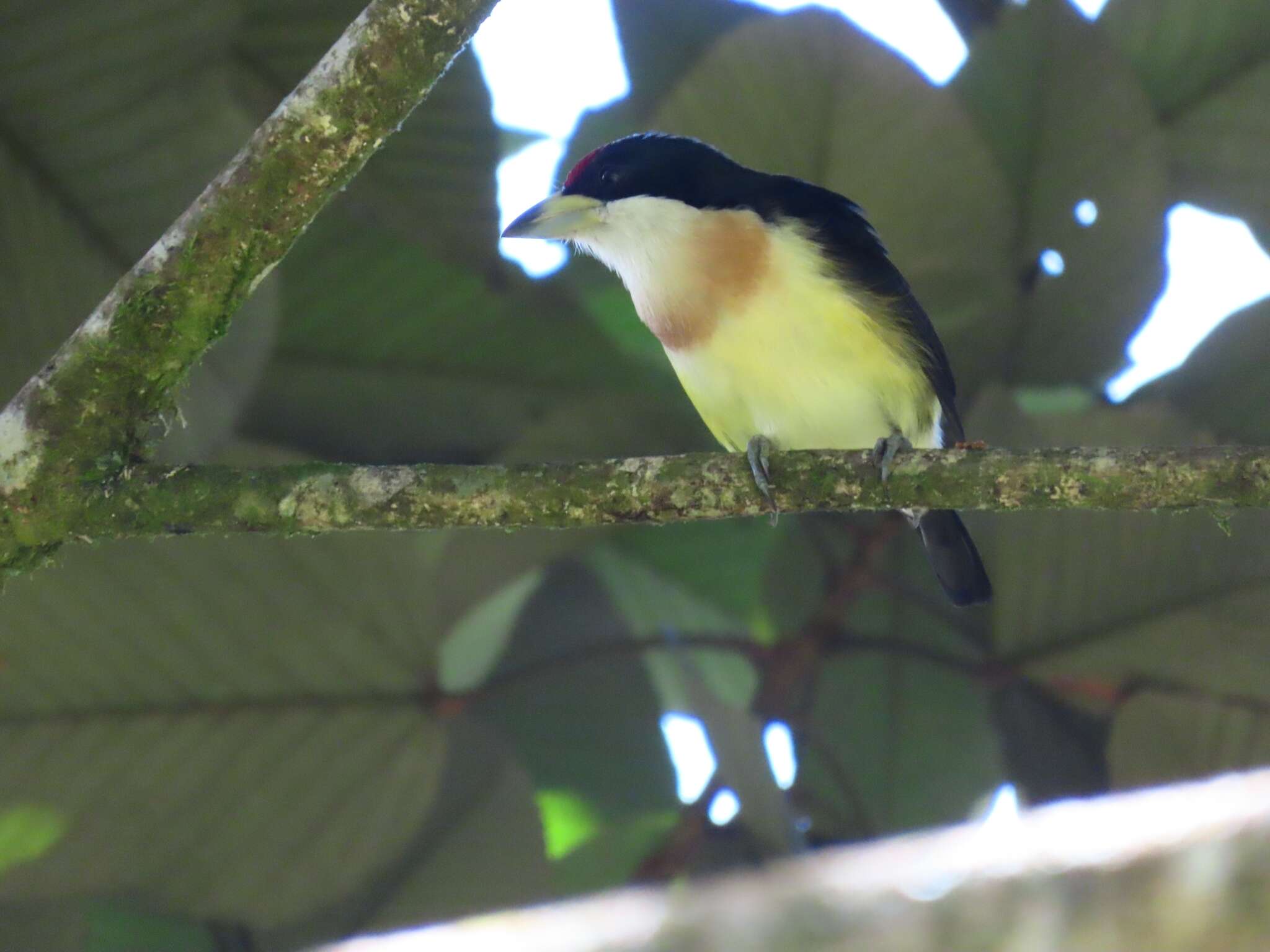 Image of White-mantled Barbet