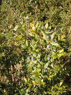 Image de Myrtus communis L.