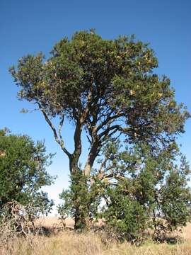 Image of silver banksia