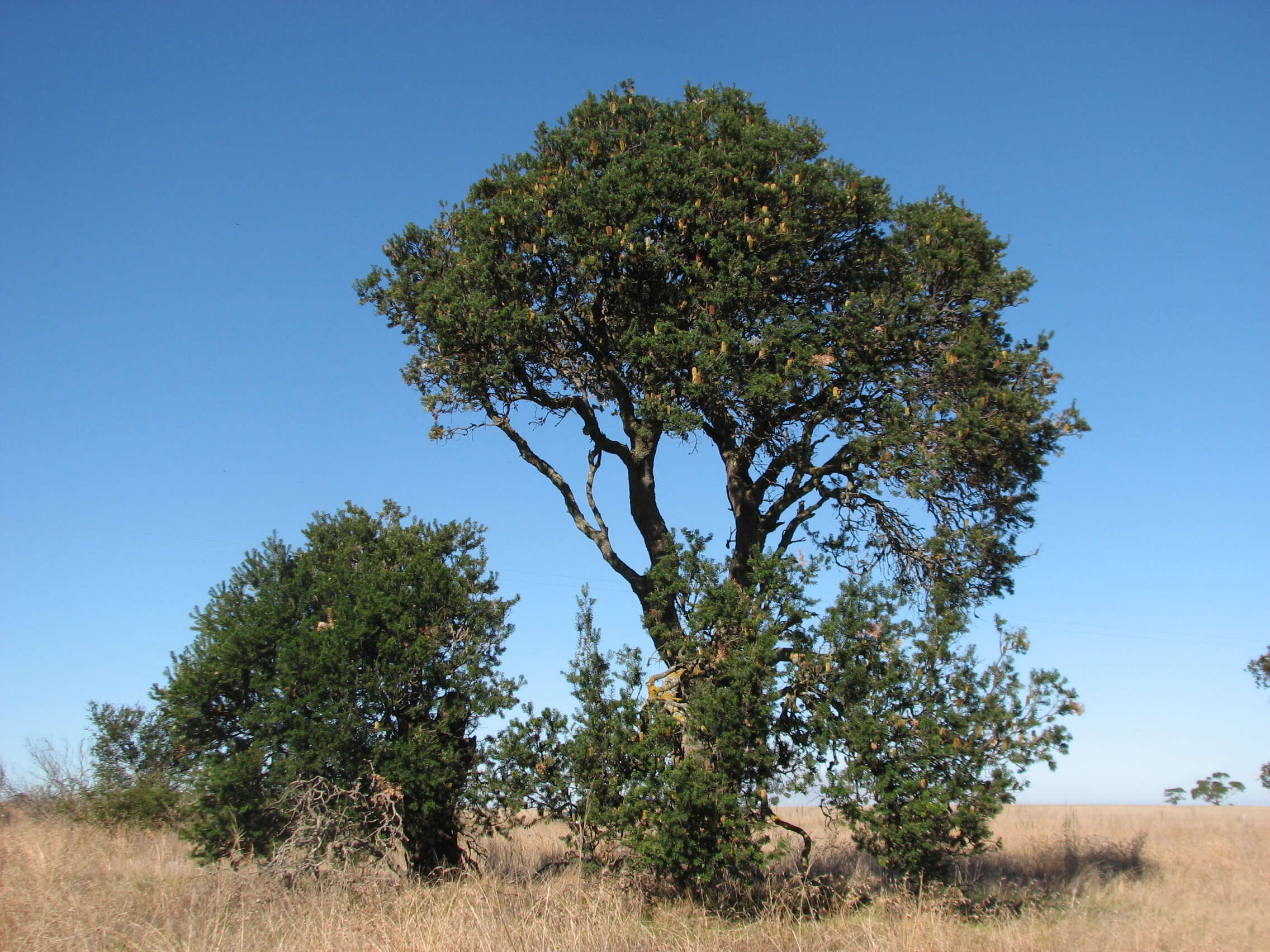 Image of silver banksia