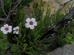 Image of Adenandra uniflora (L.) Willd.