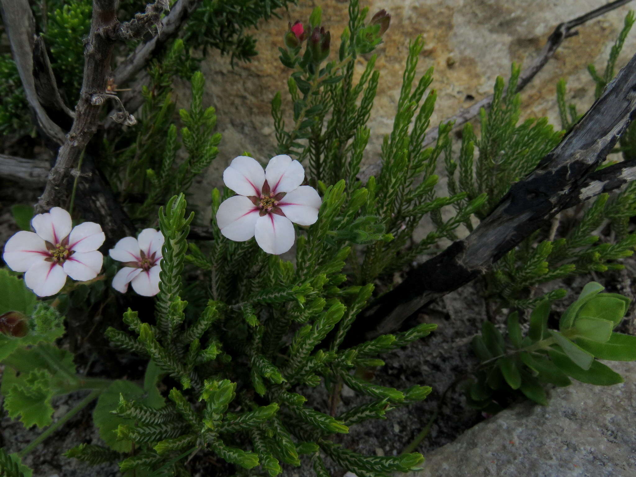 Image of Adenandra uniflora (L.) Willd.