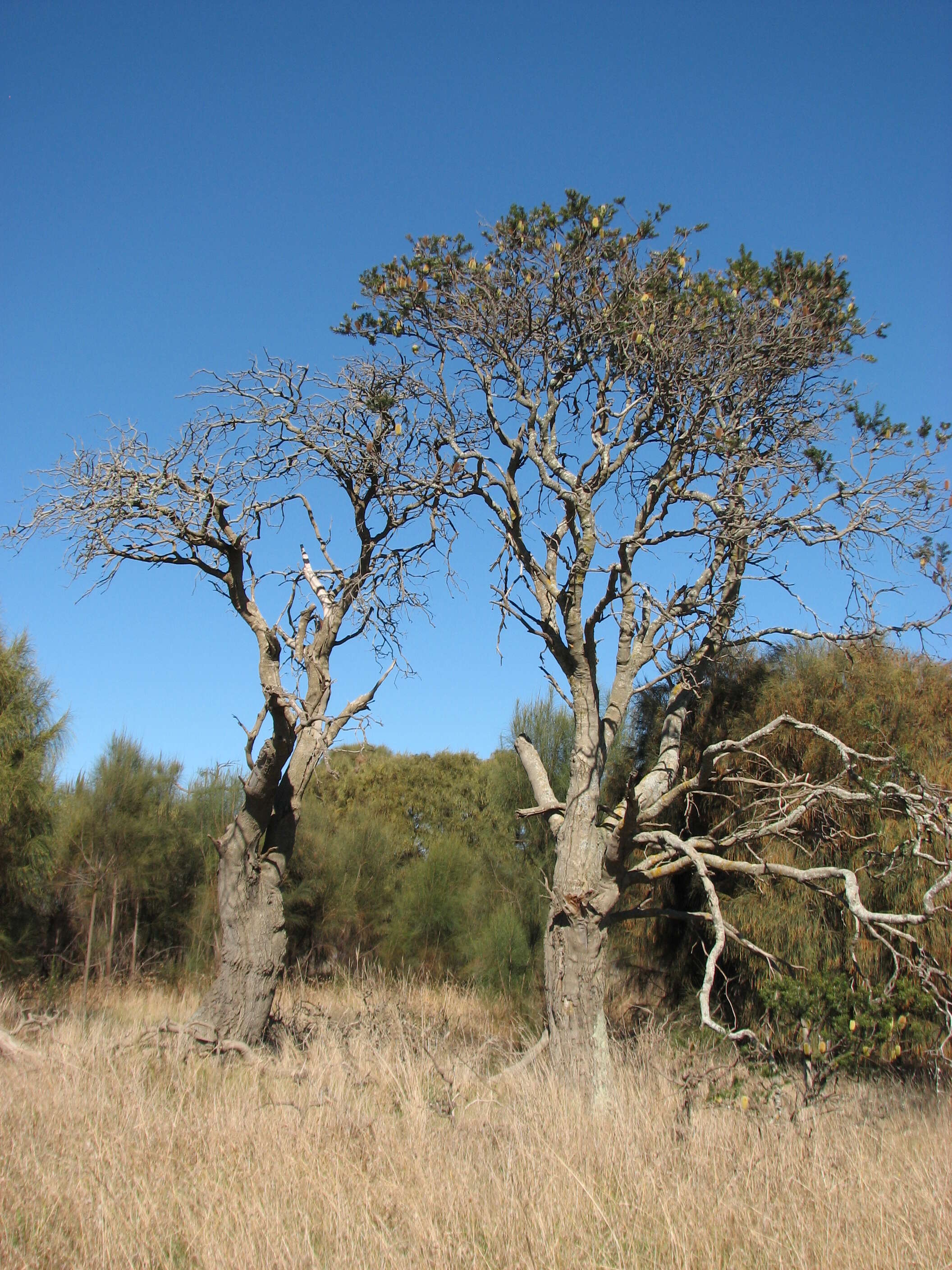 Imagem de Banksia marginata Cav.