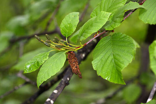 Imagem de Alnus maximowiczii Callier