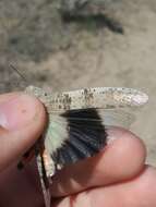 Trimerotropis californica Bruner & L. 1889 resmi