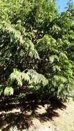 صورة Chamaecyparis lawsoniana (A. Murray bis) Parl.