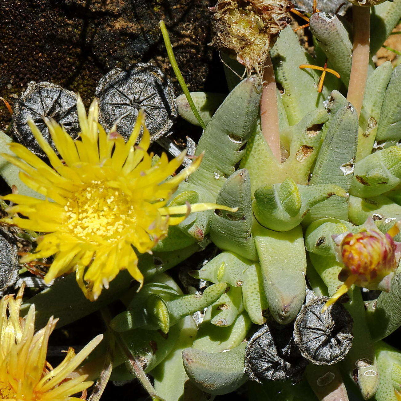 Image of Cheiridopsis namaquensis (Sonder) Hartmann