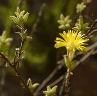 Imagem de Trichodiadema aureum L. Bol.