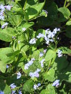 Plancia ëd Brunnera macrophylla (Adams) I. M. Johnst.