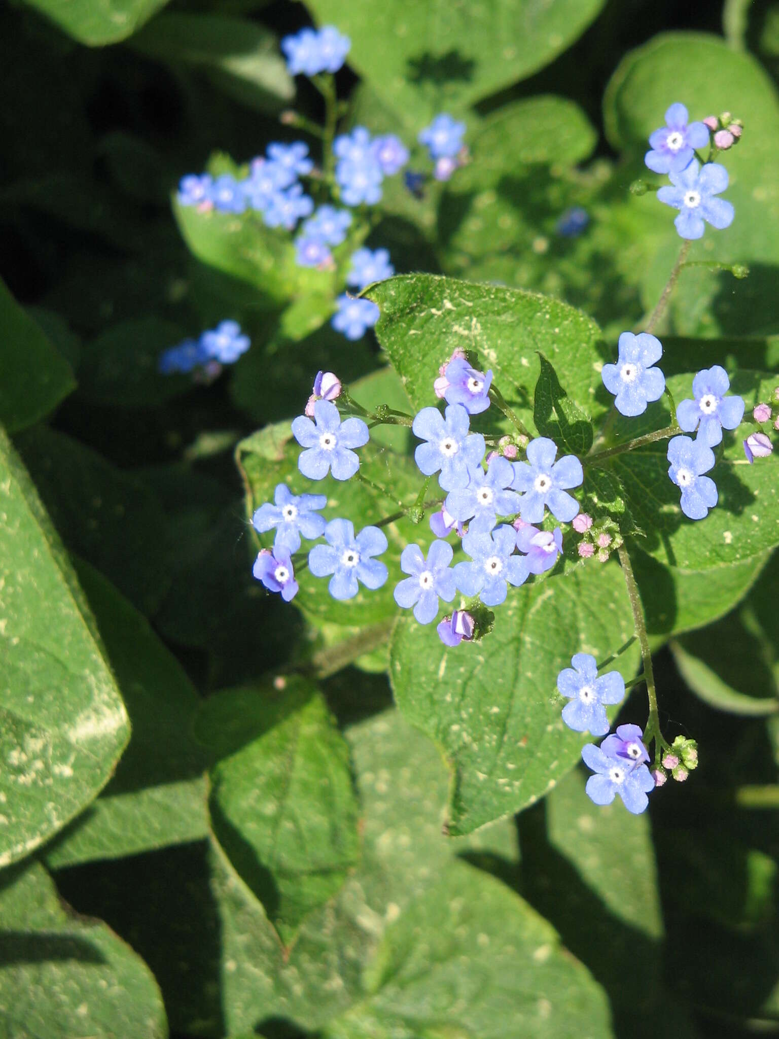 Plancia ëd Brunnera macrophylla (Adams) I. M. Johnst.