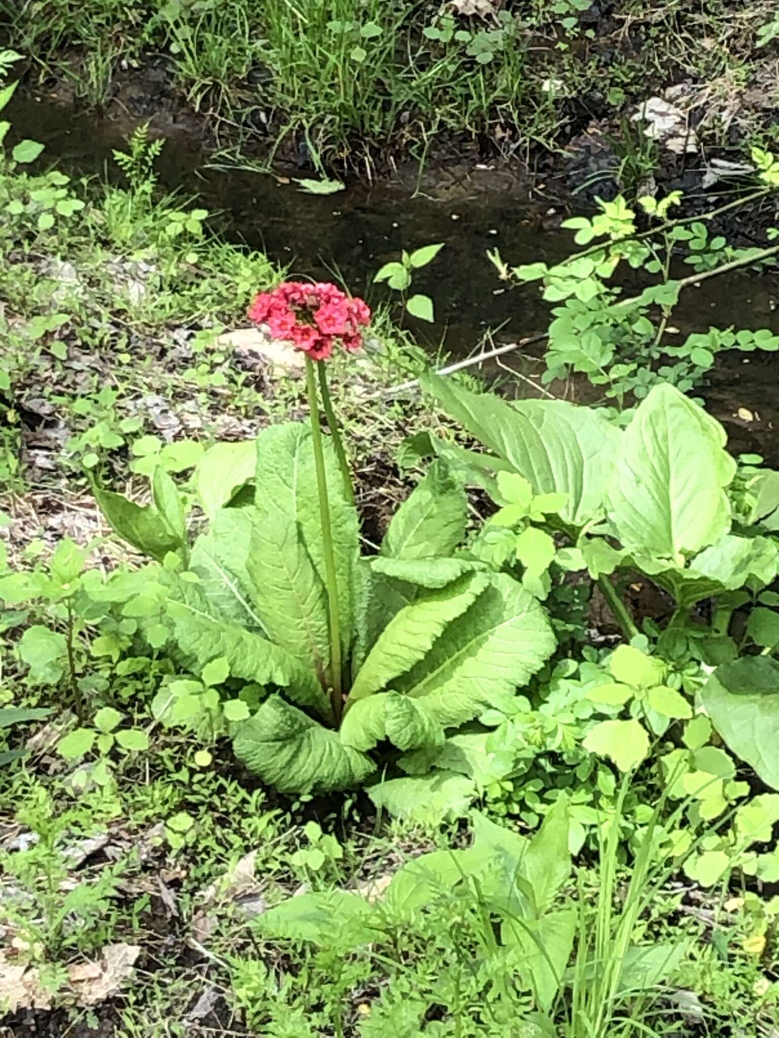 Plancia ëd Primula japonica A. Gray