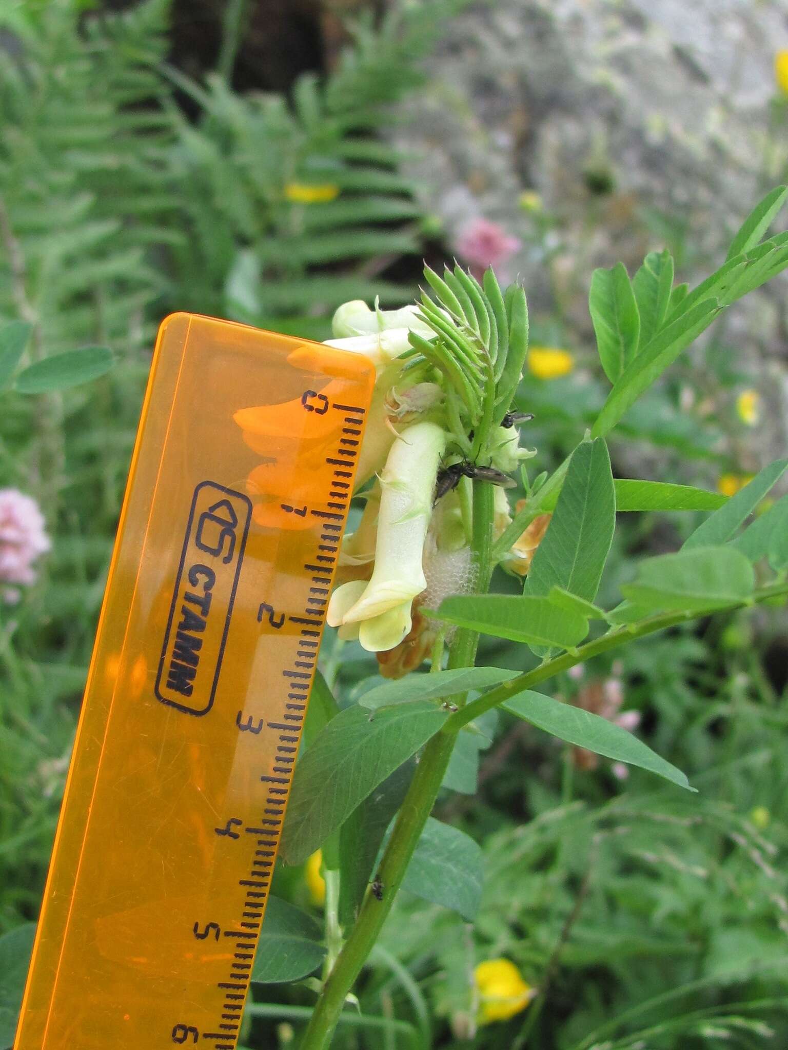 Image of Vicia balansae Boiss.