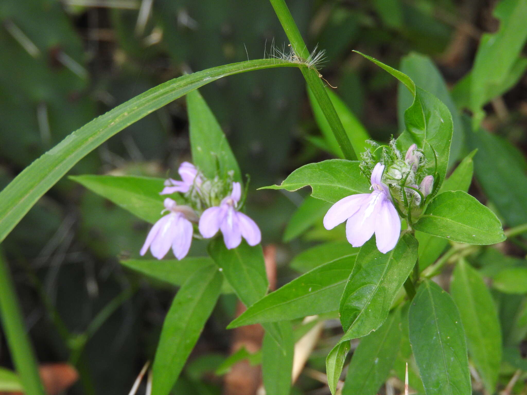 Image of Justicia squarrosa Griseb.