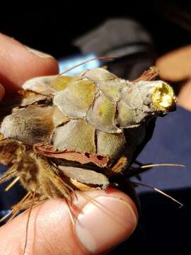 Image of Cluster-head protea