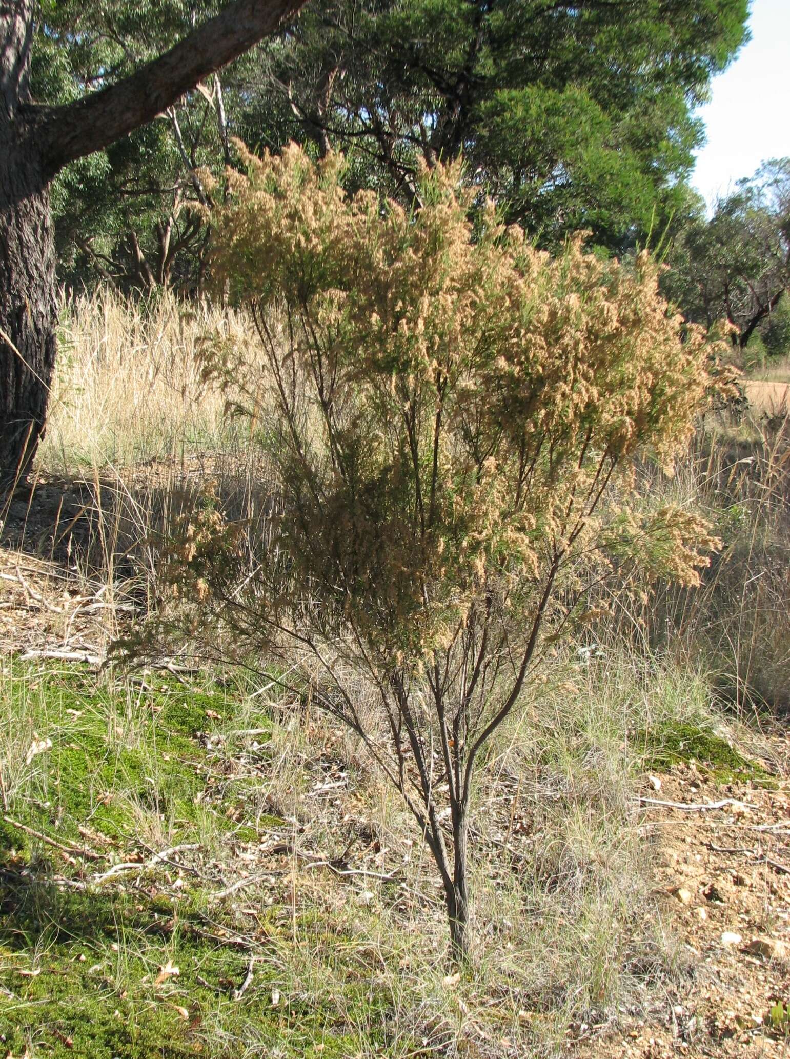 Plancia ëd Cassinia arcuata R. Br.