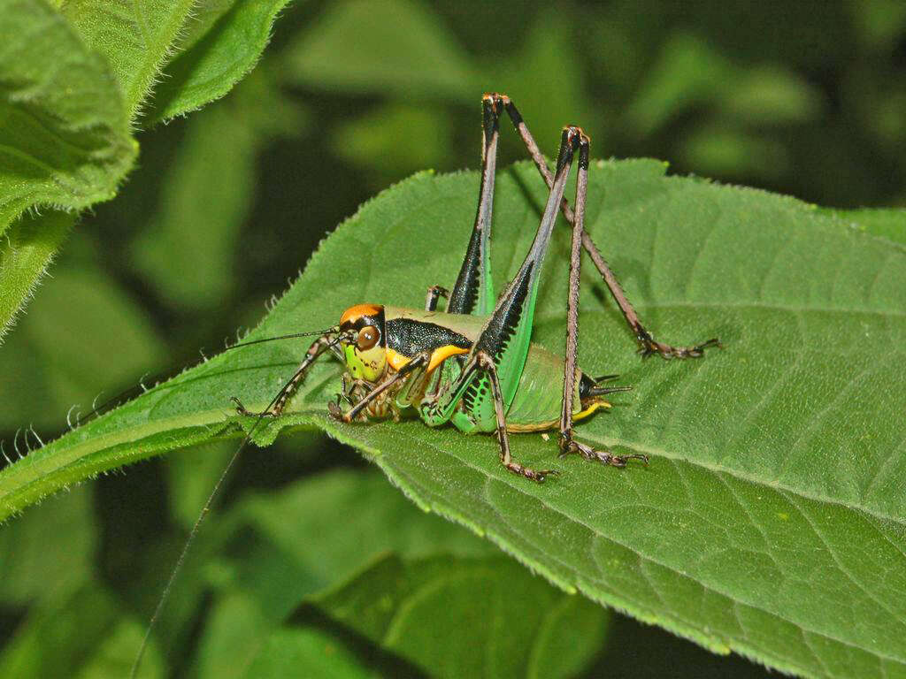 Image of Eupholidoptera chabrieri (Charpentier 1825)