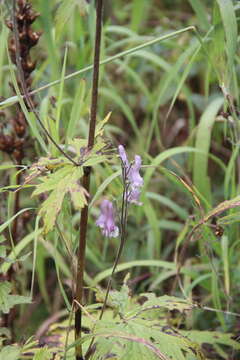 Image of Aconitum septentrionale subsp. rubicundum (Fisch.) V. N. Voroschilov