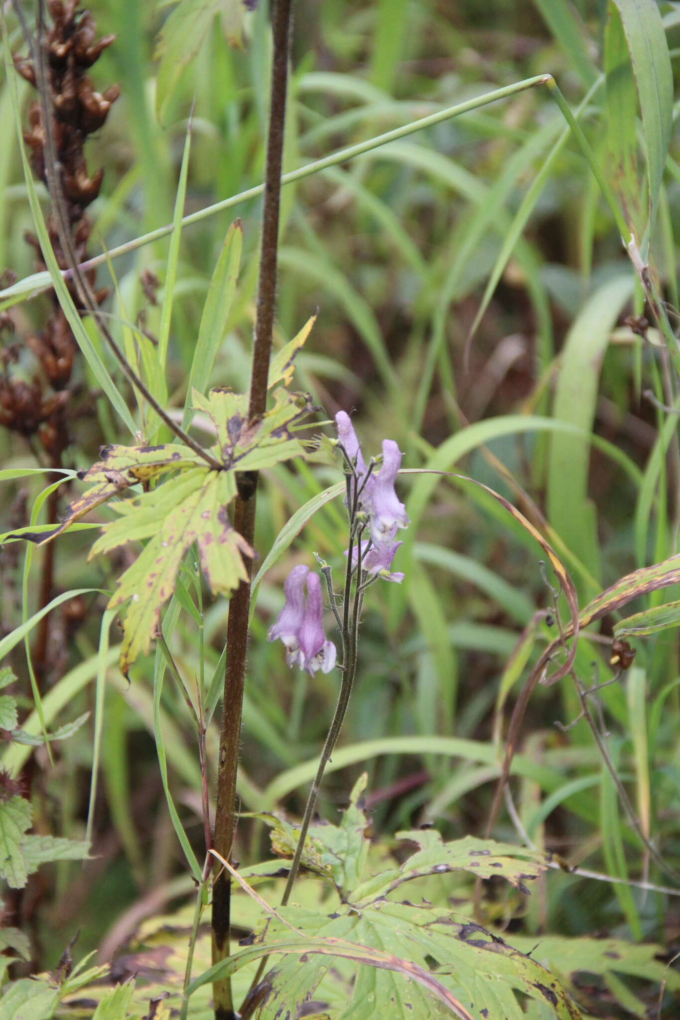 Aconitum septentrionale subsp. rubicundum (Fisch.) V. N. Voroschilov resmi