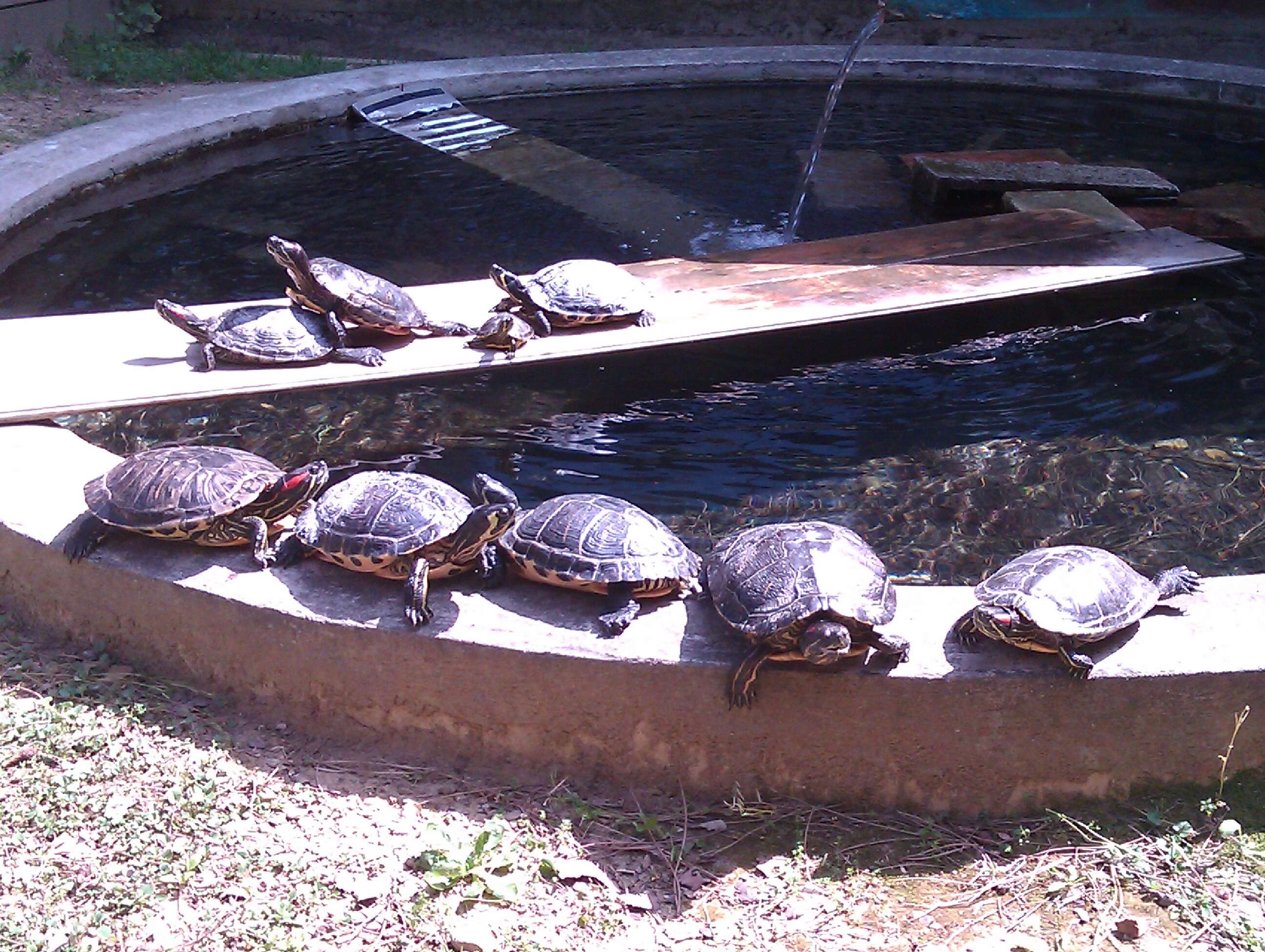 Image of yellow-bellied slider