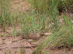 Image of Anthus cinnamomeus bocagii Nicholson 1884